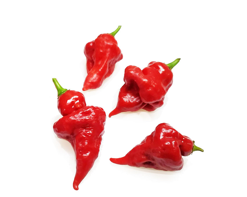 Turks-cap-hot-pepper
