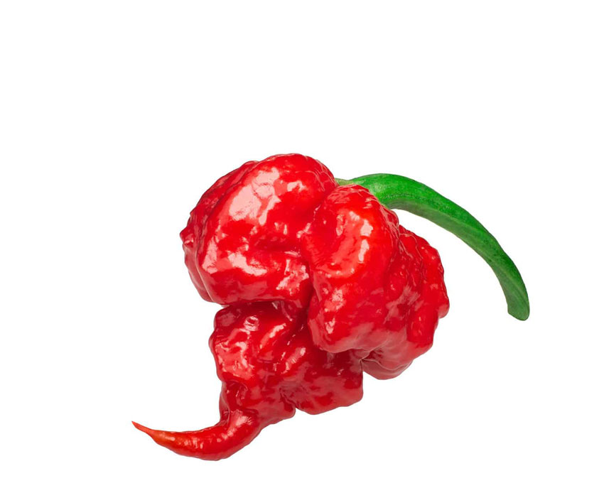 hot-pepper-7-POT-Primo