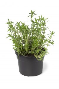 Pot with Winter savory on white background