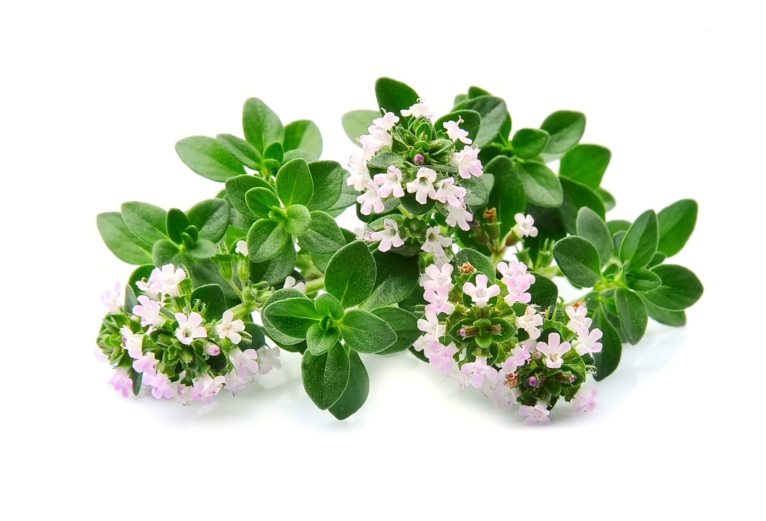 Herbs of thyme on white backgrounds.